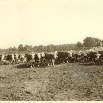 Cattle