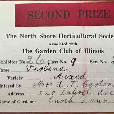 North Shore Horticultural Society award for Verbena, Gardener Enoch Dunn, entered by Mrs Alfred T. Carton