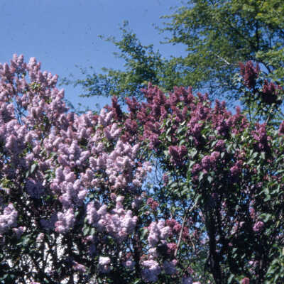 Gardens of Lake Forest