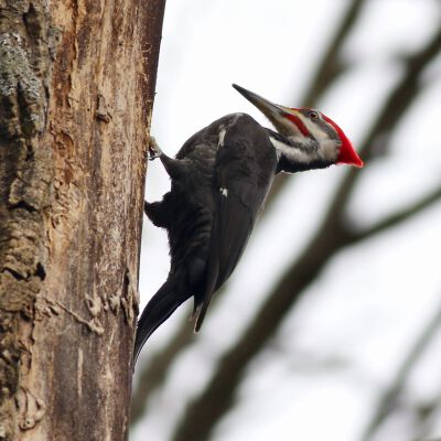 "Bird at Brushwood"