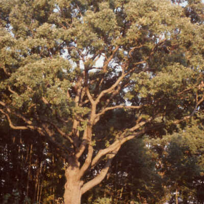 Crab Tree Farm