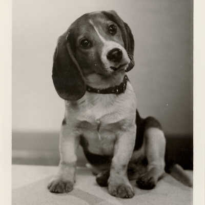 Unidentified Dog