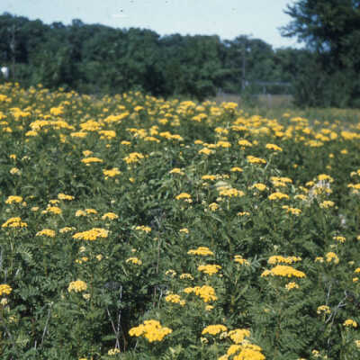 Tansy south of 176