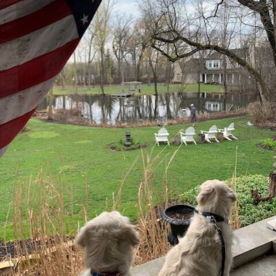 "Backyard View"