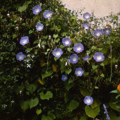 Gardens of Lake Forest
