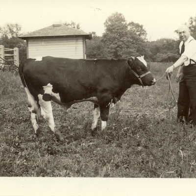 Man with cow