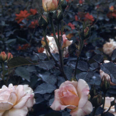 Gardens of Lake Forest
