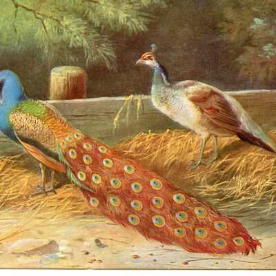 Peacock postcard