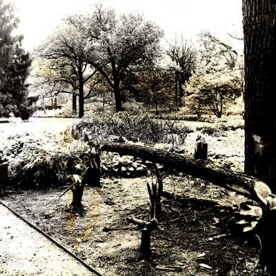 Trees cut down by Mr. T