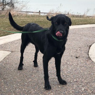 "Staying active with Lexie, our foster pup"
