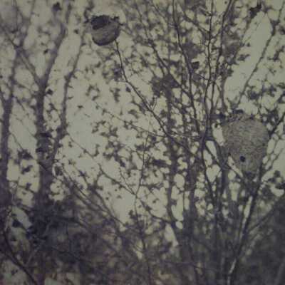 Hornet's nest