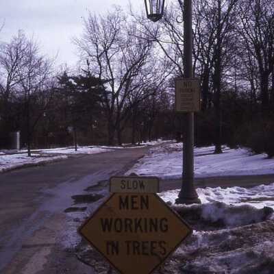 tree work
