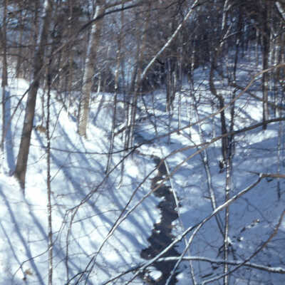 Woodland Ravine
