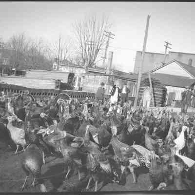 Produce Turkeys
