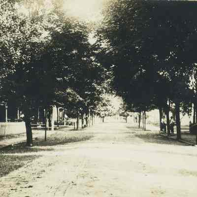 Street View - Tree Lined - Henry St