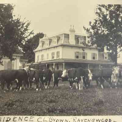 Cattle at the Cedars