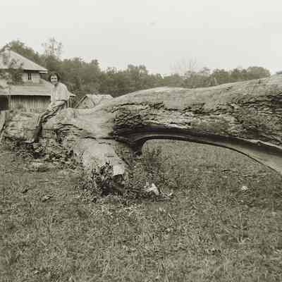 Lucille Orbin