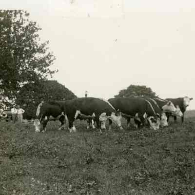 Cows on Brown Farm