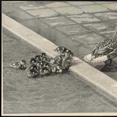 Ducks (New England)