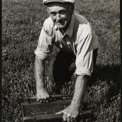Cranberry picking, Cape Cod
