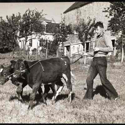 Training "Dynamite" and "Charger" 3 month old calves.