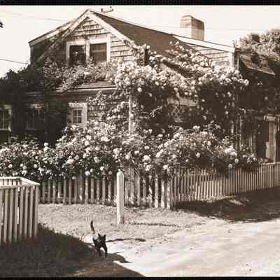 Rose covered cottage Siasconset, Nantucket Island
