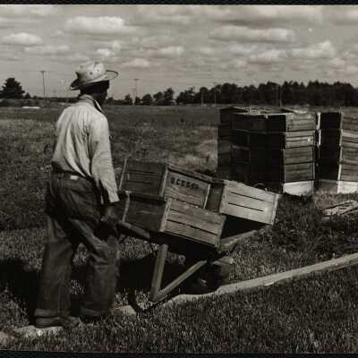 Cranberry picking - Cape Cod Hanson, 1940s