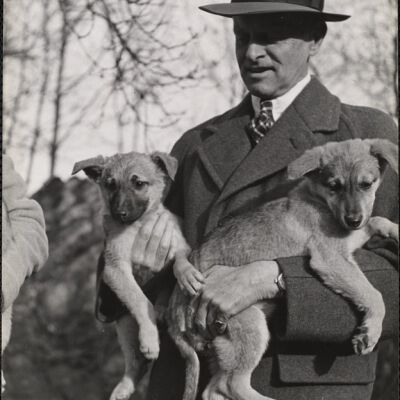Dog shows
