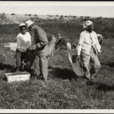 Picking cranberries, Cape Cod, Massachusetts