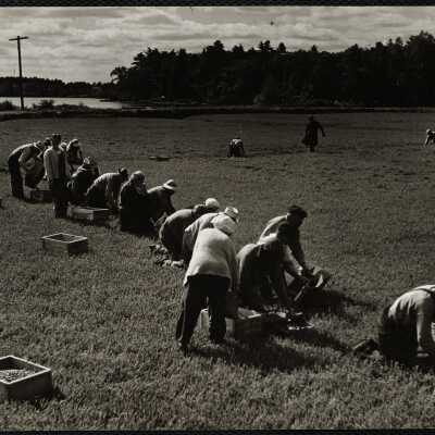 Cranberries Cape Cod