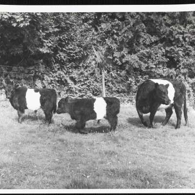 Belted galloways