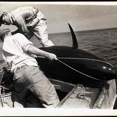 Dick Nickeson + Gil Fessenden lashing 400 lb tuna to stern
