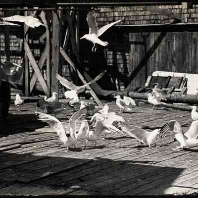 Sea gulls
