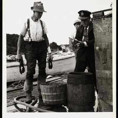 Maine. State inspector measuring lobsters