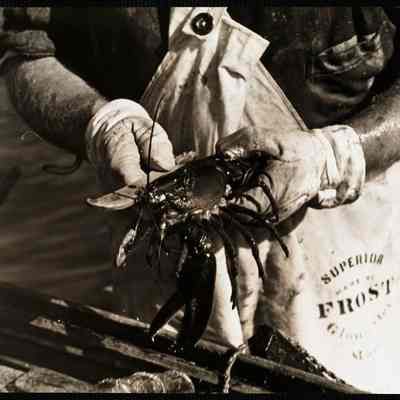 Maine lobstering