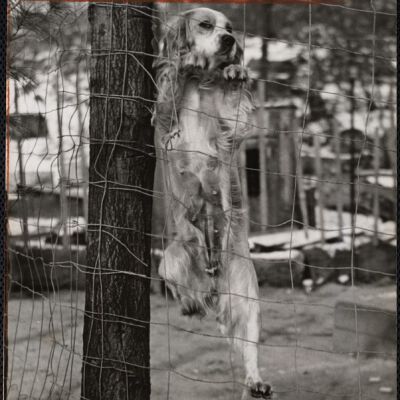 Dog shows