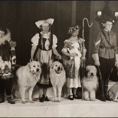 Dog shows
