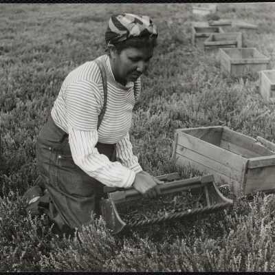 Picking cranberries - Mass