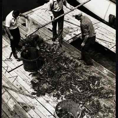 Maine lobstering 1938