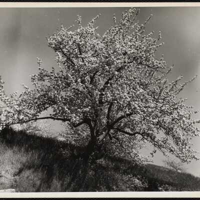 Apple blossoms