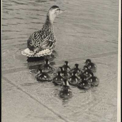 Ducks (New England)