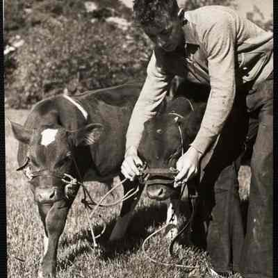 Putting the reins on "Charger"