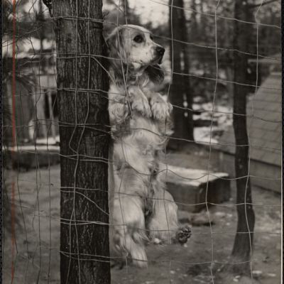 Dog shows
