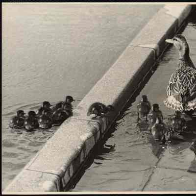 Ducks (New England)