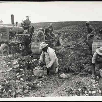 Potatoes 1