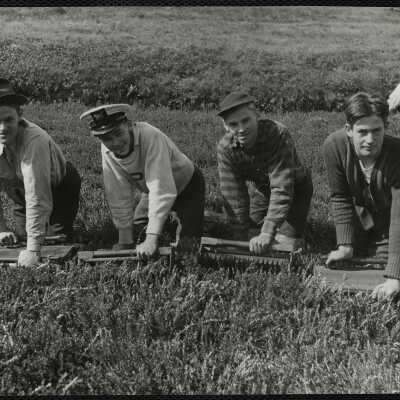 Cranberry picking, Cape Cod