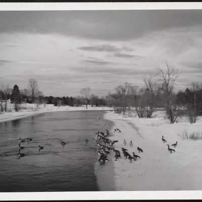 Concord, Mass Canada geese