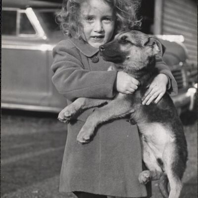 Dog shows