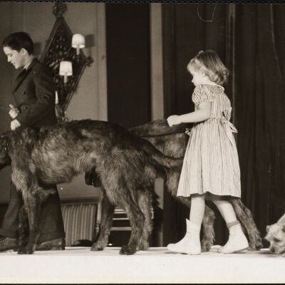 Dog shows