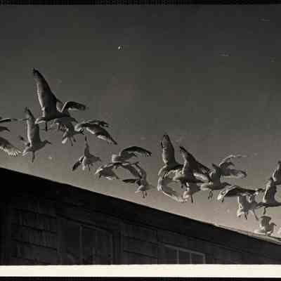 Sea gulls